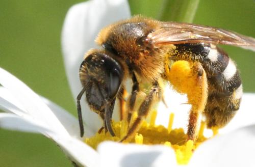 Lasioglossum xanthopus
